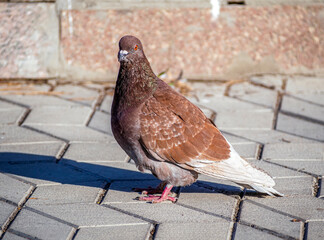 Dove is standing on the paving stones of the sidewalk and looks into the camera