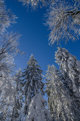 Korony drzew i niebo  © wedrownik52