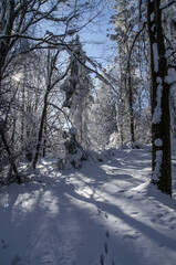 Zimowy Bieszczadzki las 