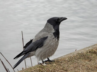 crow on the beach