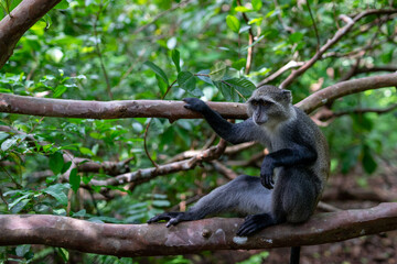 Witness the captivating beauty of the Jozani Forest in Zanzibar, a world-renowned destination that is home to some of the rarest species of monkeys in the world.