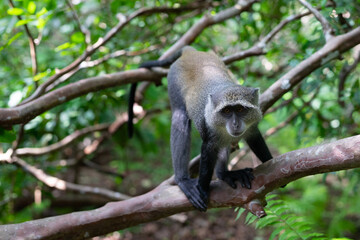 Witness the captivating beauty of the Jozani Forest in Zanzibar, a world-renowned destination that is home to some of the rarest species of monkeys in the world.