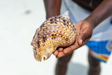 Discover the natural beauty of Zanzibar with this stunning conch shell as a reminder of your visit.