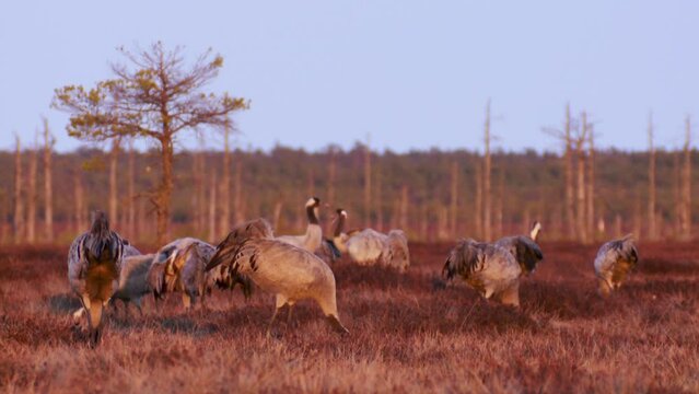 A group of cranes Grus grus feeds and rests in the marsh during spring migration