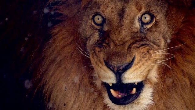 Big male lion king beautiful winter morning portrait at heavy snowfall, Southwest African lion close look with blurred snowflakes filmed on high quality high speed camera nikon z9 