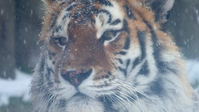 4k120 fps super slow motion video of big male Siberian tiger, panthera tigris altaica in cold winter forest after snowfall , national park Leopard Land, filmed on Nikon z9 high quality 8k camera
