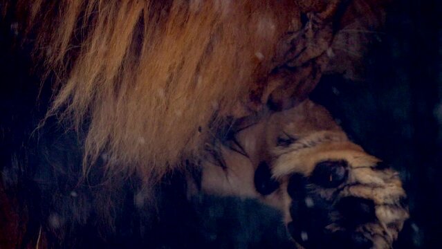 Big male lion king beautiful winter morning portrait at heavy snowfall, Southwest African lion close look with blurred snowflakes filmed on high quality high speed camera nikon z9 
