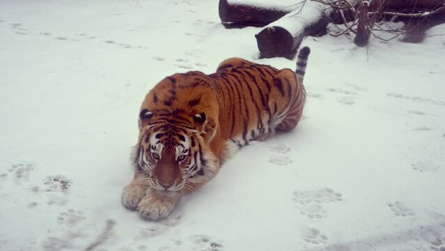 4k120 fps super slow motion video of big male Siberian tiger, panthera tigris altaica in cold winter forest after snowfall , national park Leopard Land, filmed on Nikon z9 high quality 8k camera