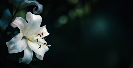 Fototapeta na wymiar White lily flower in the garden on dark green background with copy space.