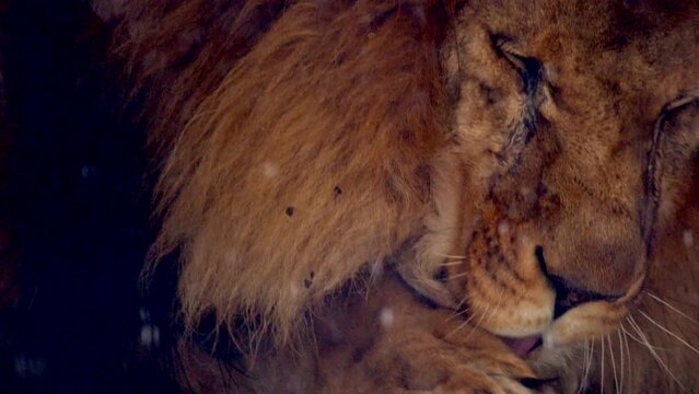 Big male lion king beautiful winter morning portrait at heavy snowfall, Southwest African lion close look with blurred snowflakes filmed on high quality high speed camera nikon z9 