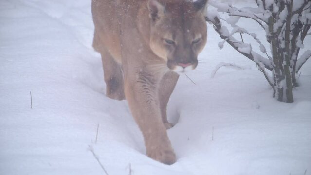 Canadian Cougar, Puma Concolor hunting in wildlife at Canada forest in winter morning snowfall. 4k 120fps super slow motion raw footage 