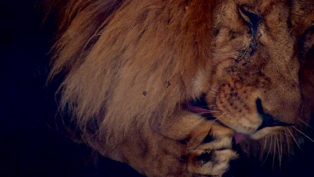 Big male lion king beautiful winter morning portrait at heavy snowfall, Southwest African lion close look with blurred snowflakes filmed on high quality high speed camera nikon z9 