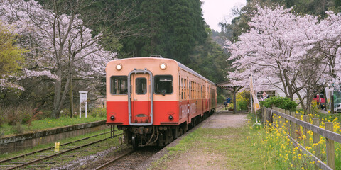 桜と電車と駅のプラットフォーム　小湊鉄道・月崎駅　Train at railway station platform with cherry trees in spring, Chiba, Japan