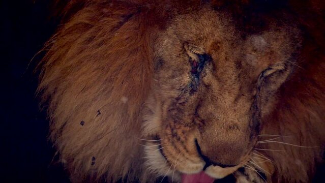 Big male lion king beautiful winter morning portrait at heavy snowfall, Southwest African lion close look with blurred snowflakes filmed on high quality high speed camera nikon z9 