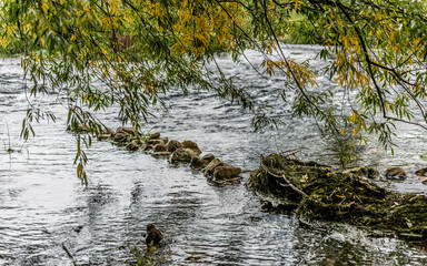 Petit barrage de pierres et de végétaux sur le cours d'eau