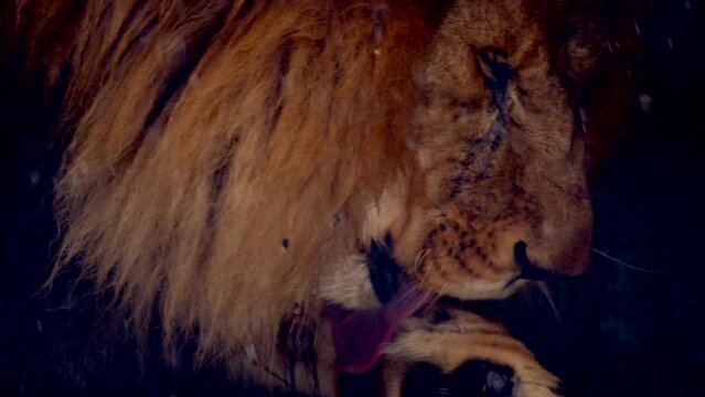 Big male lion king beautiful winter morning portrait at heavy snowfall, Southwest African lion close look with blurred snowflakes filmed on high quality high speed camera nikon z9 
