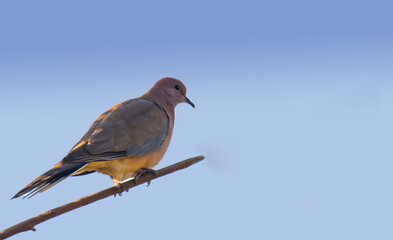 Laughing dove seating on the branch