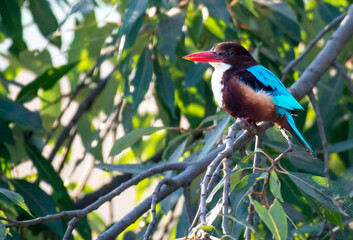 White throated king fisher resting on the tree