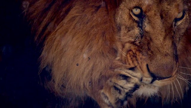 Big male lion king beautiful winter morning portrait at heavy snowfall, Southwest African lion close look with blurred snowflakes filmed on high quality high speed camera nikon z9 