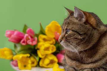 Tabby cat and tulip flowers on a green background. Close up view.