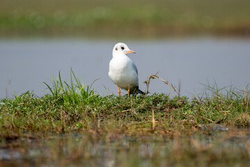Close up of White headed gull bird with use of selective focus 