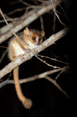 Cute small nocturnal Madame Berthe's mouse lemur (Microcebus berthae). Endangered species of nocturnal lemur hanged on tree trunk in natural habitat. Kirindy Forest. Madagascar wildlife animal. © ArtushFoto
