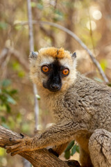 Red-Fronted Lemur (Eulemur Rufifrons), female hanged on tree. Endangered endemic animal in Kirindy Forest, Madagascar wildlife animal.
