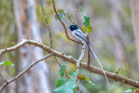 Beautiful bird Malagasy paradise flycatcher (Terpsiphone mutata), Male white phase, endemic species of bird in the family Monarchidae. Kirindy forest. Madagascar wildlife animal.