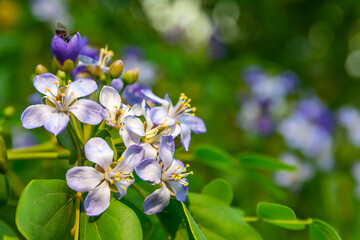 Flower of Lignum Vitae (Guaiacum officinale Linn)