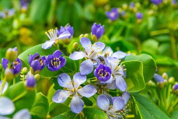 Flower of Lignum Vitae (Guaiacum officinale Linn)