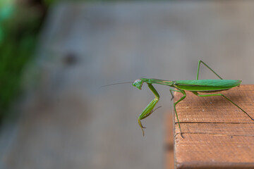 こちらを見るカマキリ