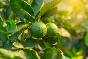Lime (Citrus aurantiifolia) tree in the garden