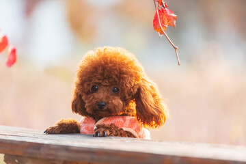 A toy poodle in autumn