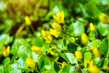 Yellow Lesser celandine flowers in spring on a green natural background
