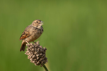 Bengal Bushlark Singing on perch 