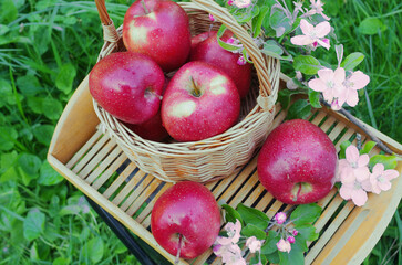 Red apples in a wicker basket and on a wooden tray, decorated with branches of a blossoming apple...