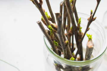 propagation of roses and currants by seedlings, rooting of seedlings, cuttings