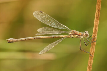 Closeup on a Emerald Damselfly spreadwing, Lestes sponsa hanging on a straw