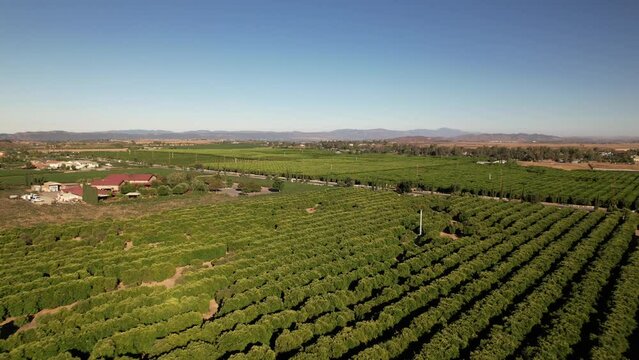 Flying Above Vineyards in Temecula, Riverside County, California USA on Sunny Afternoon, Drone Shot