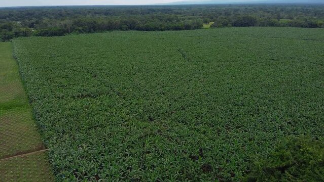 Aerial drone shot: a banana plantation, with many green plants; rotating movement.
