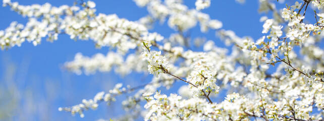 Fototapeta premium White flowers bloom in the trees. Spring landscape with blooming sakura tree. Beautiful blooming garden on a sunny day. Copy space for text.