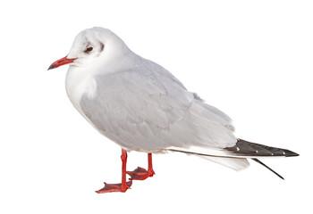 White and grey seagull