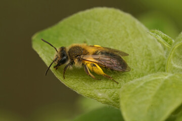 Closeup on a female mellow minder solitary bee, Andrena mitis si