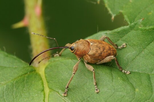 Closeup on a light brown nut weevil, Curculio nucum, sitting in green leafs