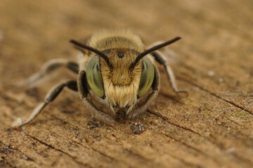 Facial closeup on a green-eyed Mediterranean male leafcutter bee, Megachile species, sitting on wood