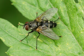 Closeup on a hairy, Tachinid fly, Thelaira nigripes, sitting on a green leaf in the garden