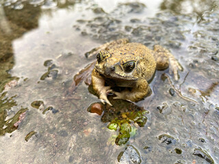 toad or frog on a muddy and dirty road. frog on wet road