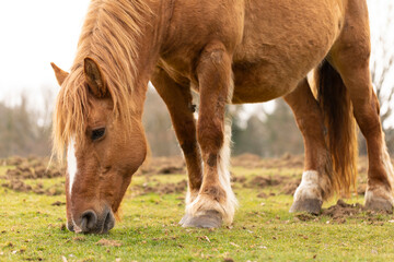 Fototapeta premium Yegua pastando en un prado verde durante una mañana de invierno