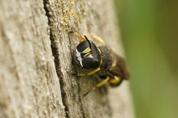 Facial closeup on a black and yellow square headed Ectemnius wasp sitting on wood