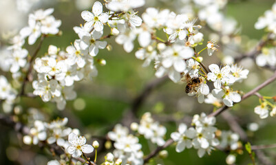 Bee on a flower of the white cherry blossoms. White flowers bloom in the trees. Spring landscape with blooming sakura tree. Beautiful blooming garden on a sunny day. Copy space for text.